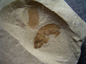Käfer Sammlung aus dem Eozän