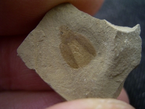 Käfer Sammlung aus dem Eozän
