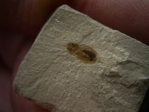 Käfer Sammlung aus dem Eozän