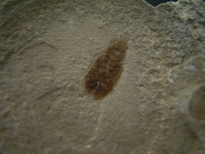 Käfer Sammlung aus dem Eozän