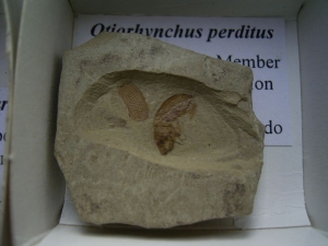 Käfer Sammlung aus dem Eozän