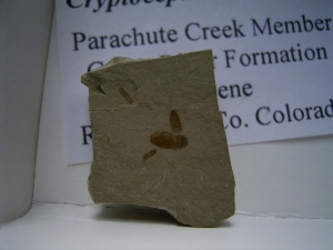 Käfer Sammlung aus dem Eozän
