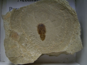Käfer Sammlung aus dem Eozän