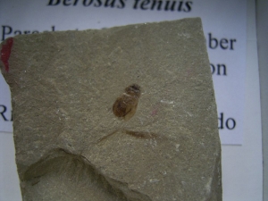 Käfer Sammlung aus dem Eozän