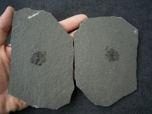 Microbrachius dicki # 5 - seltener Panzerfisch aus dem Devon, Positiv-Negativ - 2 Platten!