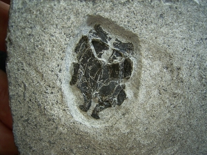 Microbrachius dicki - Männliches Tier mit zwei Begattungsorganen!