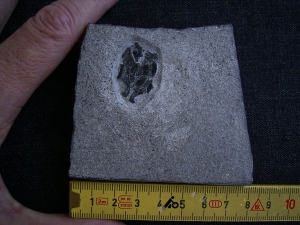 Microbrachius dicki - Männliches Tier mit zwei Begattungsorganen!