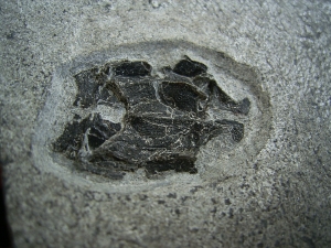 Microbrachius dicki - Männliches Tier mit zwei Begattungsorganen!