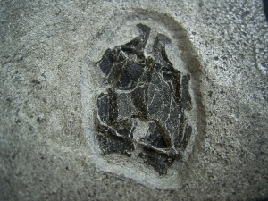 Microbrachius dicki - Männliches Tier mit zwei Begattungsorganen!