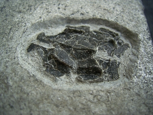 Microbrachius dicki - Männliches Tier mit zwei Begattungsorganen!