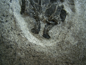 Microbrachius dicki - Männliches Tier mit zwei Begattungsorganen!