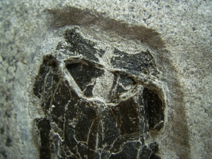 Microbrachius dicki - Männliches Tier mit zwei Begattungsorganen!