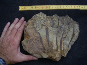 Calamophyton aus dem Deutschen Devon