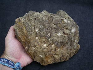 Calamophyton aus dem Deutschen Devon