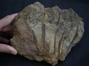 Calamophyton aus dem Deutschen Devon