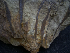 Calamophyton aus dem Deutschen Devon