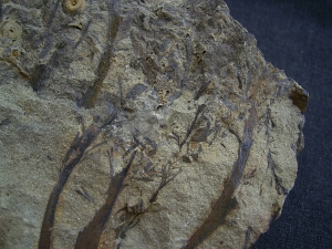 Calamophyton aus dem Deutschen Devon