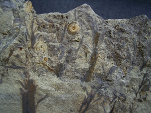 Calamophyton aus dem Deutschen Devon