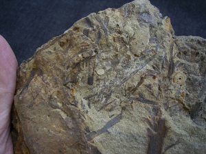 Calamophyton aus dem Deutschen Devon