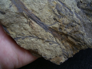 Calamophyton aus dem Deutschen Devon