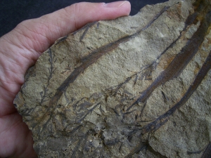 Calamophyton aus dem Deutschen Devon