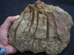 Calamophyton aus dem Deutschen Devon