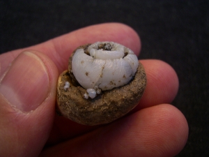 Opalisierte Schnecke, Helix ramondi