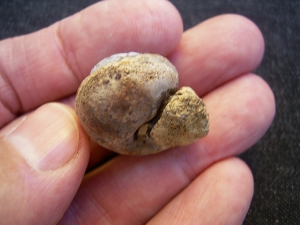 Opalisierte Schnecke, Helix ramondi