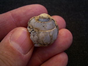 Opalisierte Schnecke, Helix ramondi