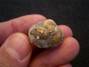 Opalisierte Schnecke, Helix ramondi