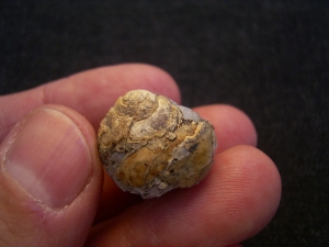 Opalisierte Schnecke, Helix ramondi