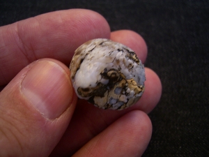 Opalisierte Schnecke, Helix ramondi