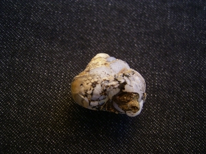 Opalisierte Schnecke, Helix ramondi