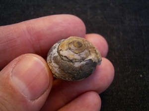 Opalisierte Schnecke - Helix ramondi