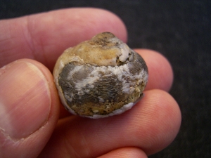 Opalisierte Schnecke - Helix ramondi