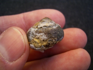 Opalisierte Schnecke - Helix ramondi