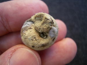 Opalisierte Schnecke, Helix ramondi