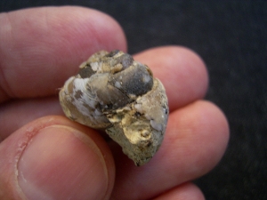 Opalisierte Schnecke, Helix ramondi