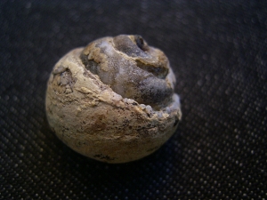 Opalisierte Schnecke, Helix ramondi