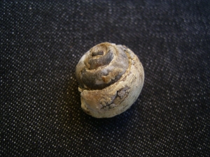 Opalisierte Schnecke, Helix ramondi