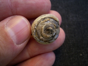 Opalisierte Schnecke, Helix ramondi