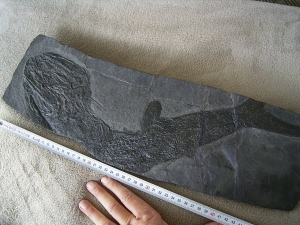 Acrolepis, großer Raubfisch mit tollem Gebiss