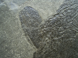 Acrolepis, großer Raubfisch mit tollem Gebiss