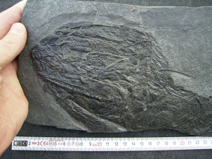 Acrolepis, großer Raubfisch mit tollem Gebiss