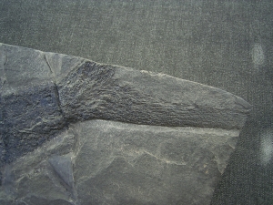 Acrolepis, großer Raubfisch mit tollem Gebiss