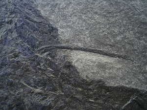 Acrolepis, großer Raubfisch mit tollem Gebiss