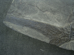 Acrolepis, großer Raubfisch mit tollem Gebiss