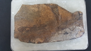 Frog and fish on one stone