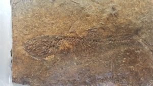 Frog and fish on one stone