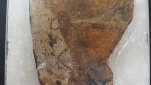 Frog and fish on one stone